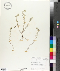 Alyssum alyssoides image