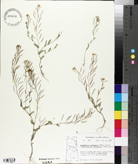 Arabidopsis salsuginea image