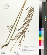 Borodinia canadensis image