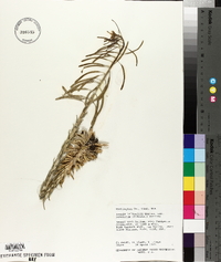 Boechera pinetorum image