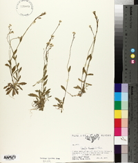 Arabis hirsuta image