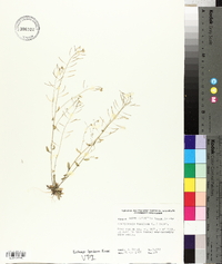 Arabidopsis thaliana image