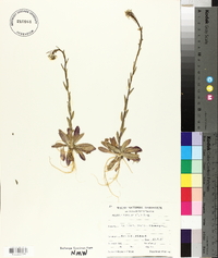 Arabis hirsuta image