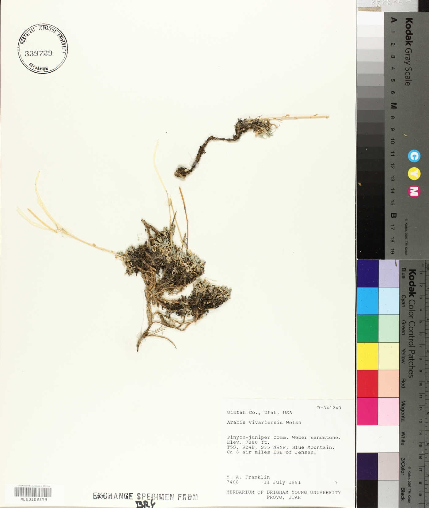 Arabis vivariensis image