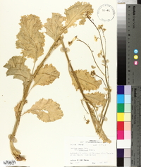 Brassica juncea image