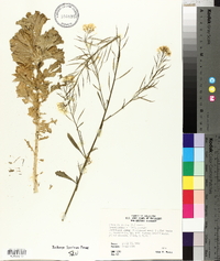 Brassica juncea image