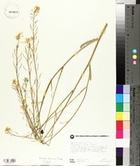 Brassica juncea image