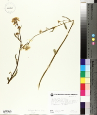 Brassica juncea image