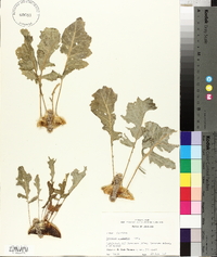 Brassica caulorapa image