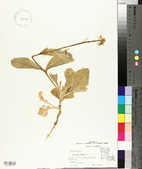 Brassica napus image