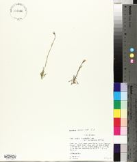 Arabis microphylla var. saximontana image
