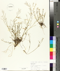 Arabidopsis lyrata image