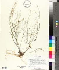 Arabidopsis lyrata image