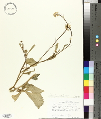 Brassica nigra image