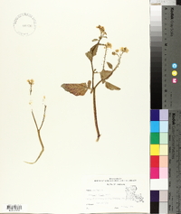 Brassica nigra image