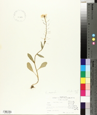 Brassica nigra image