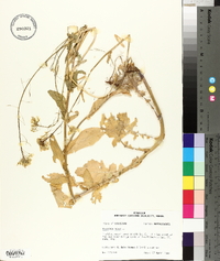 Brassica napus image