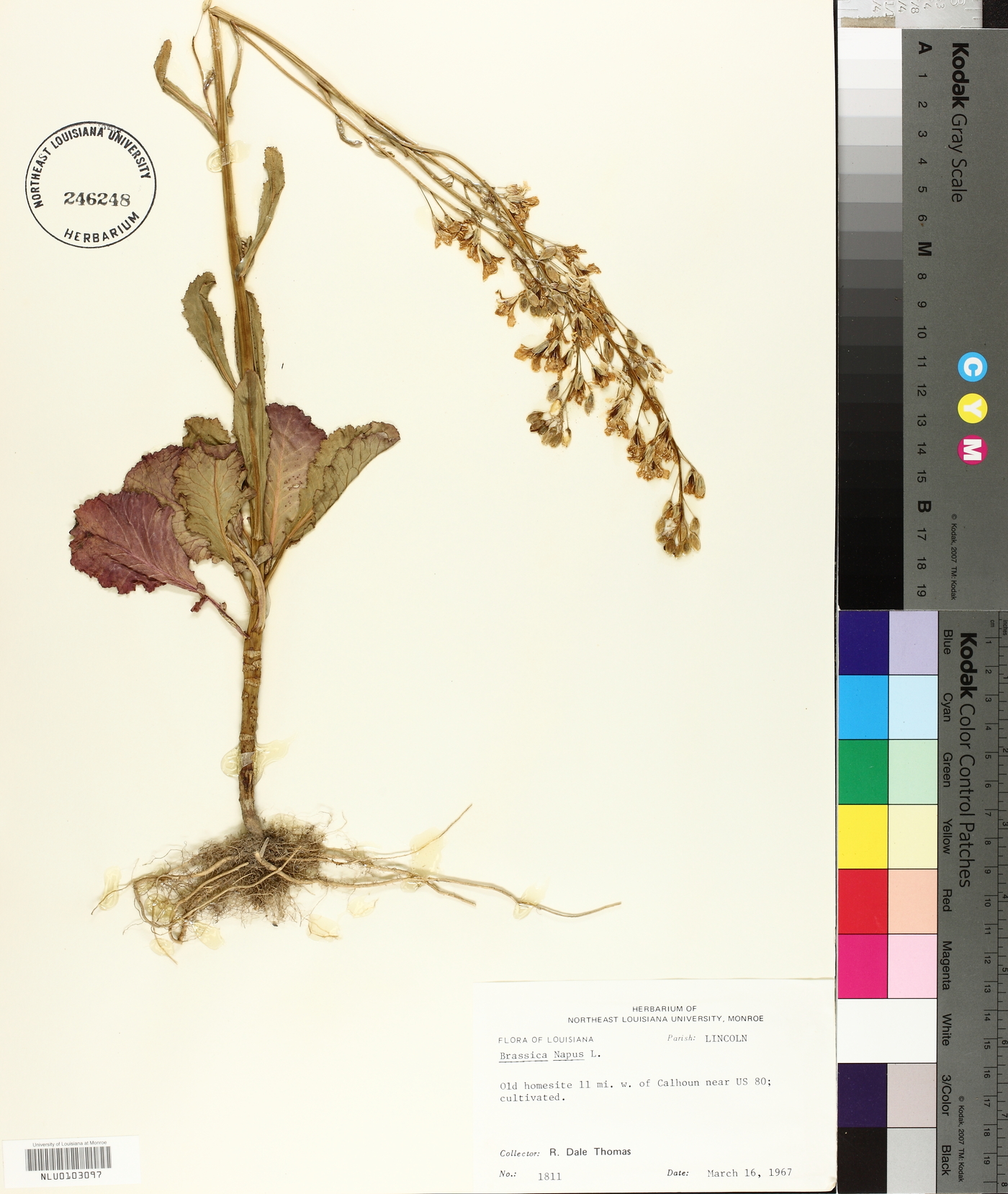 Brassica napus image