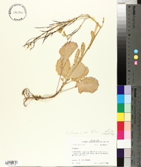 Brassica oleracea var. italica image