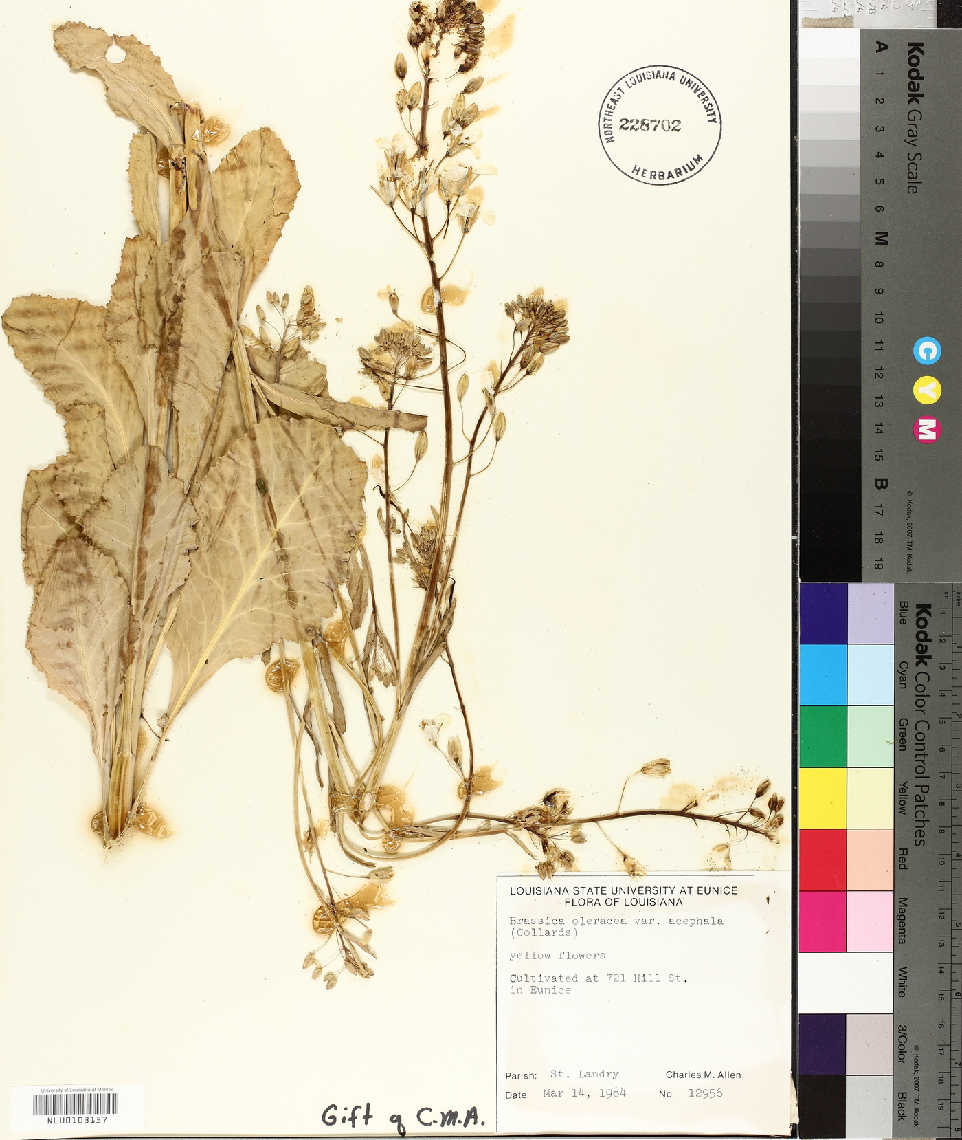 Brassica oleracea image
