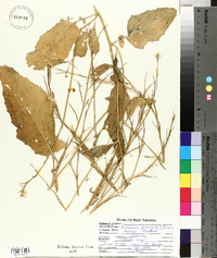 Brassica juncea image