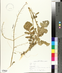 Brassica juncea image