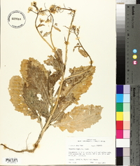 Brassica nigra image