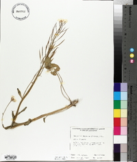 Cardamine bulbosa image