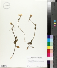 Cardamine bulbosa image