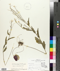 Cardamine bulbosa image