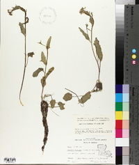 Cardamine bulbosa image