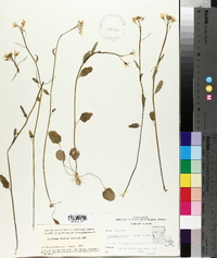 Cardamine bulbosa image