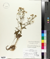 Cardamine bulbosa image