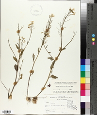 Cardamine bulbosa image