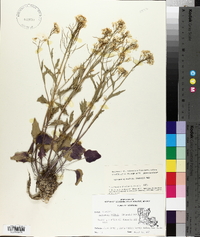 Cardamine bulbosa image