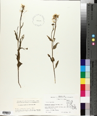 Cardamine bulbosa image