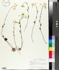 Cardamine bulbosa image