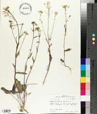 Cardamine bulbosa image