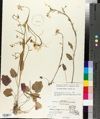 Cardamine bulbosa image