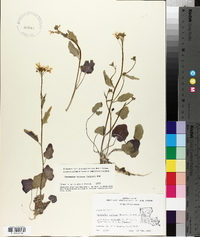 Cardamine bulbosa image