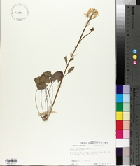 Cardamine bulbosa image