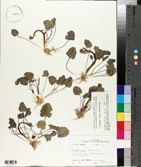 Cardamine bulbosa image