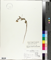 Cardamine bulbosa image