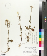 Cardamine bulbosa image