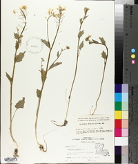 Cardamine bulbosa image