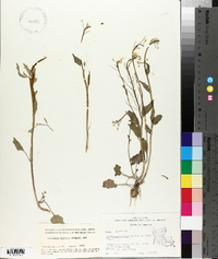 Cardamine bulbosa image