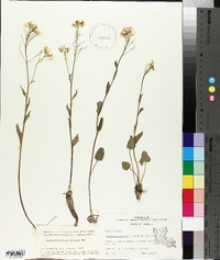 Cardamine bulbosa image