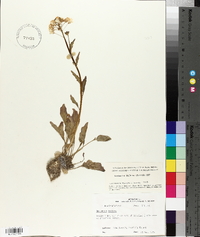 Cardamine bulbosa image