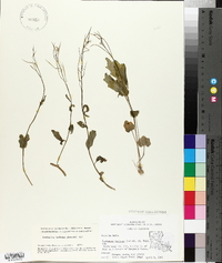 Cardamine bulbosa image