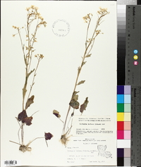 Cardamine bulbosa image